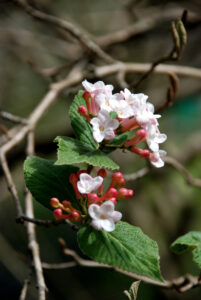 Dogwood