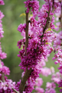 Red Bud