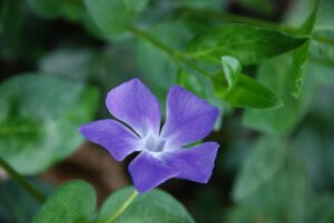 Vinca Minor